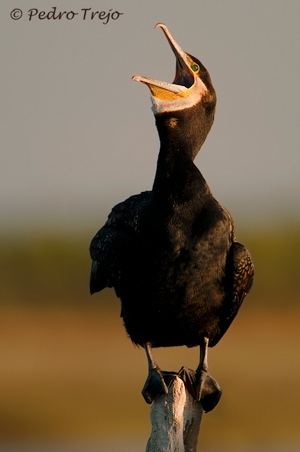 Cormoran grande (Phalacrocorax carbo)